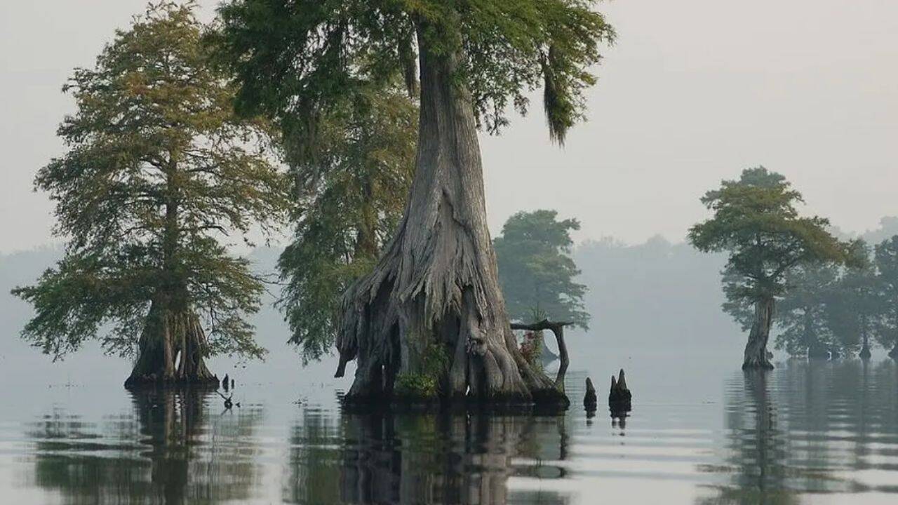 Virginia swamp re-wetting traps 200,000 tons of carbon a year