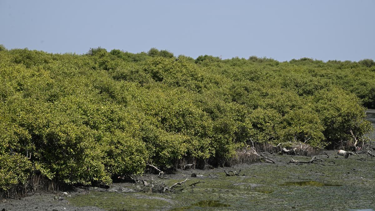 Supreme Court says 10 km radius buffer for mining extends to all wetland reserves