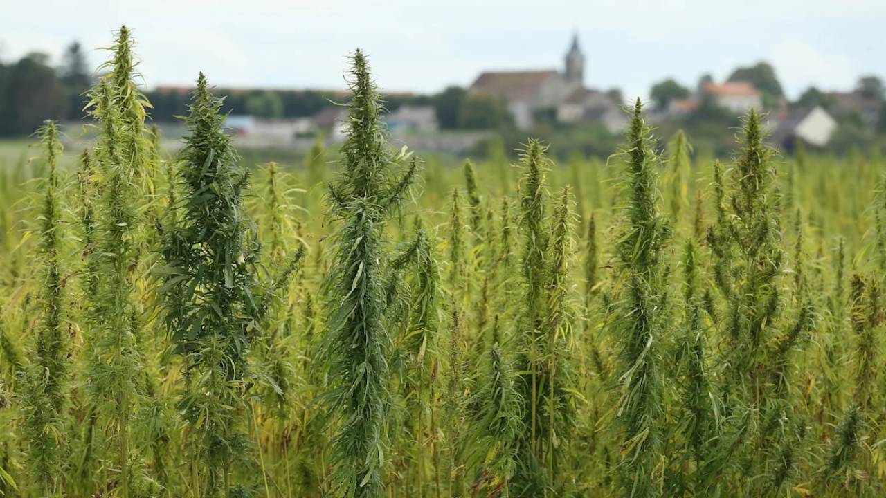 Supreme Court revives grower's claim after police destroyed $37K legal hemp