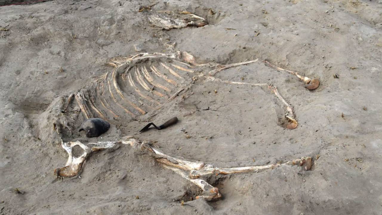 3,000-year-old horse found in Egyptian fort linked to Ramesses II