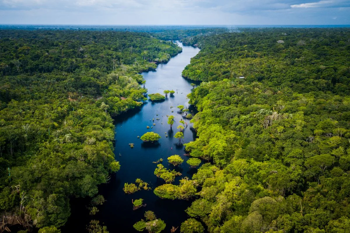 Forests Are the Hidden Infrastructure of Global Supply Chains