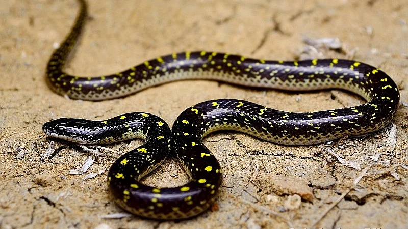 Madhya Pradesh: AI Saves Gwalior Cop’s Life After Venomous Snake Bites Him Twice