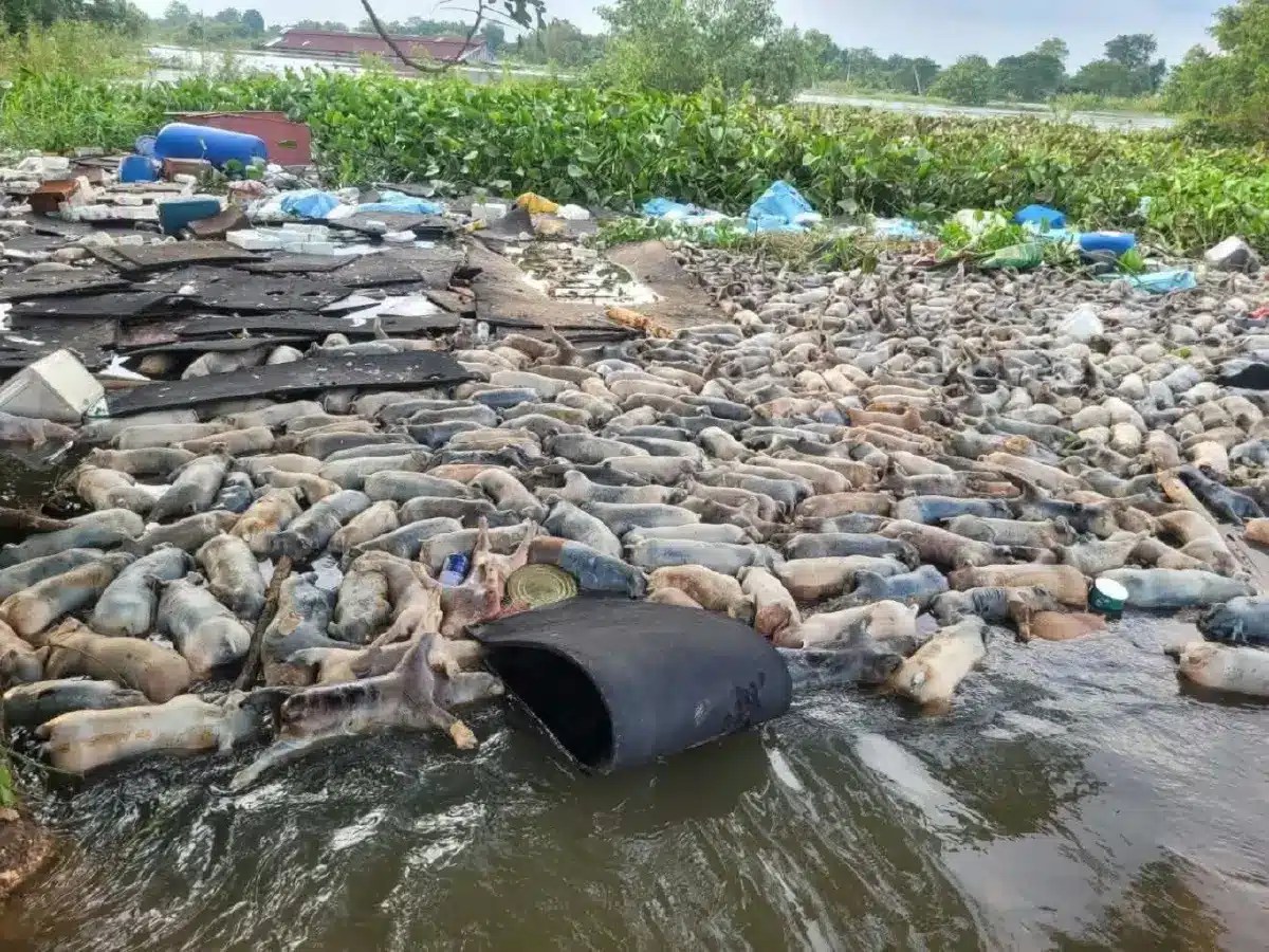 Thousands of Pigs Drown After Central Thailand Farm Flooded