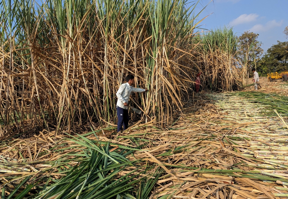 Indonesia plans one million hectares of sugarcane for its E20 bioethanol ambition