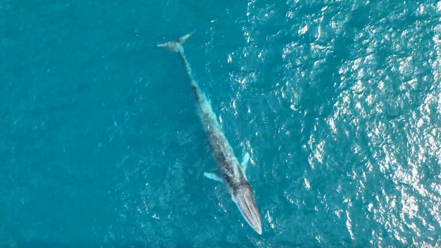 'Special' moment for researchers as rare fin whales photographed
