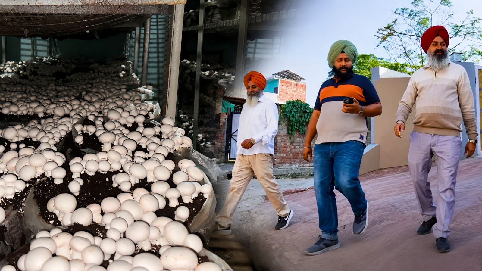 From Rs 10,000 to Rs 3 crore: How 2 Punjab brothers built a high-yield mushroom empire