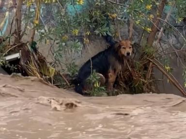 WATCH: Dog safe after rescue from raging floodwaters