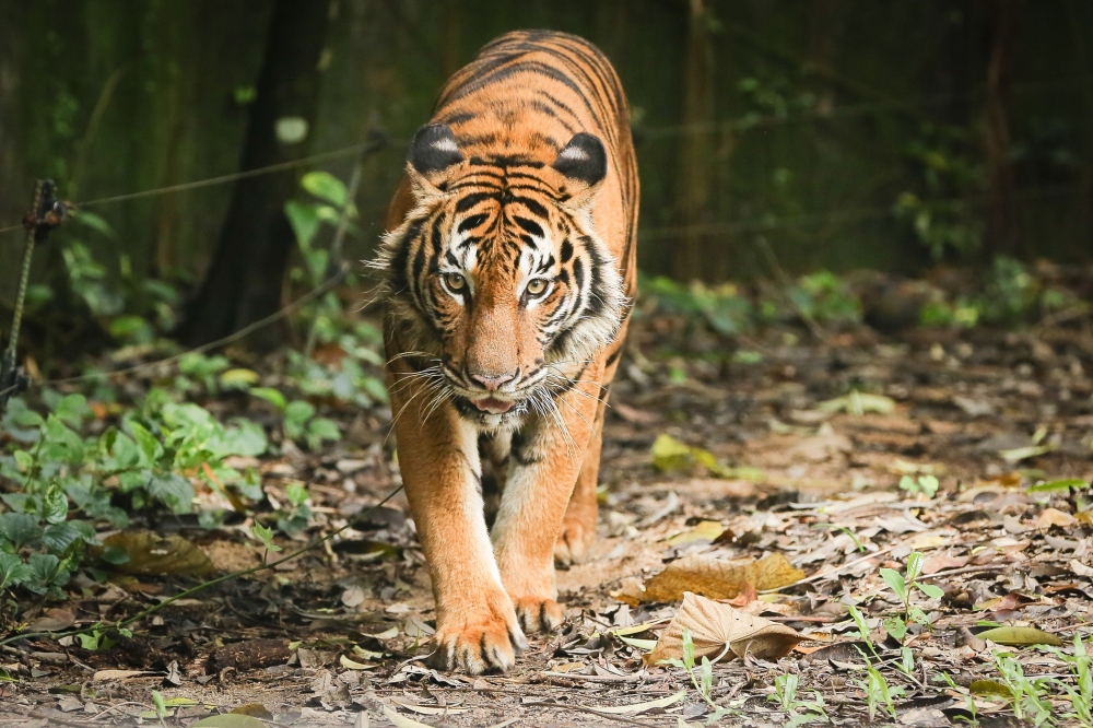 Perak Perhilitan: Malayan tigers will only be captured if they threaten public safety
