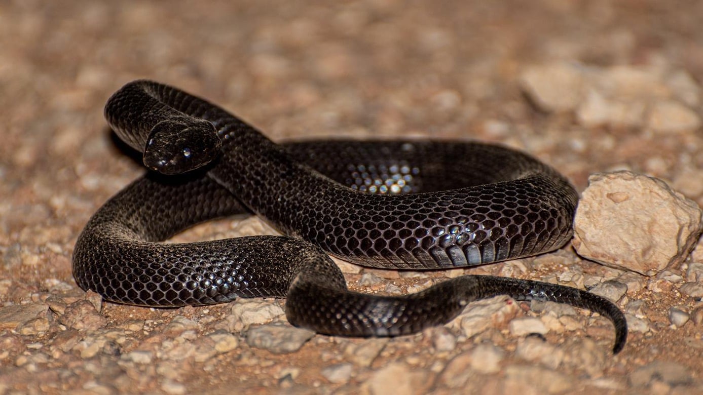 Desert cobra helps maintain ecological balance in Northern Borders