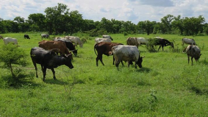 Oyo agency impounds 20 cows over open grazing, crop destruction