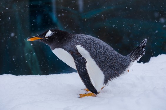 Penguin Poop is Melting Antarctic Snow