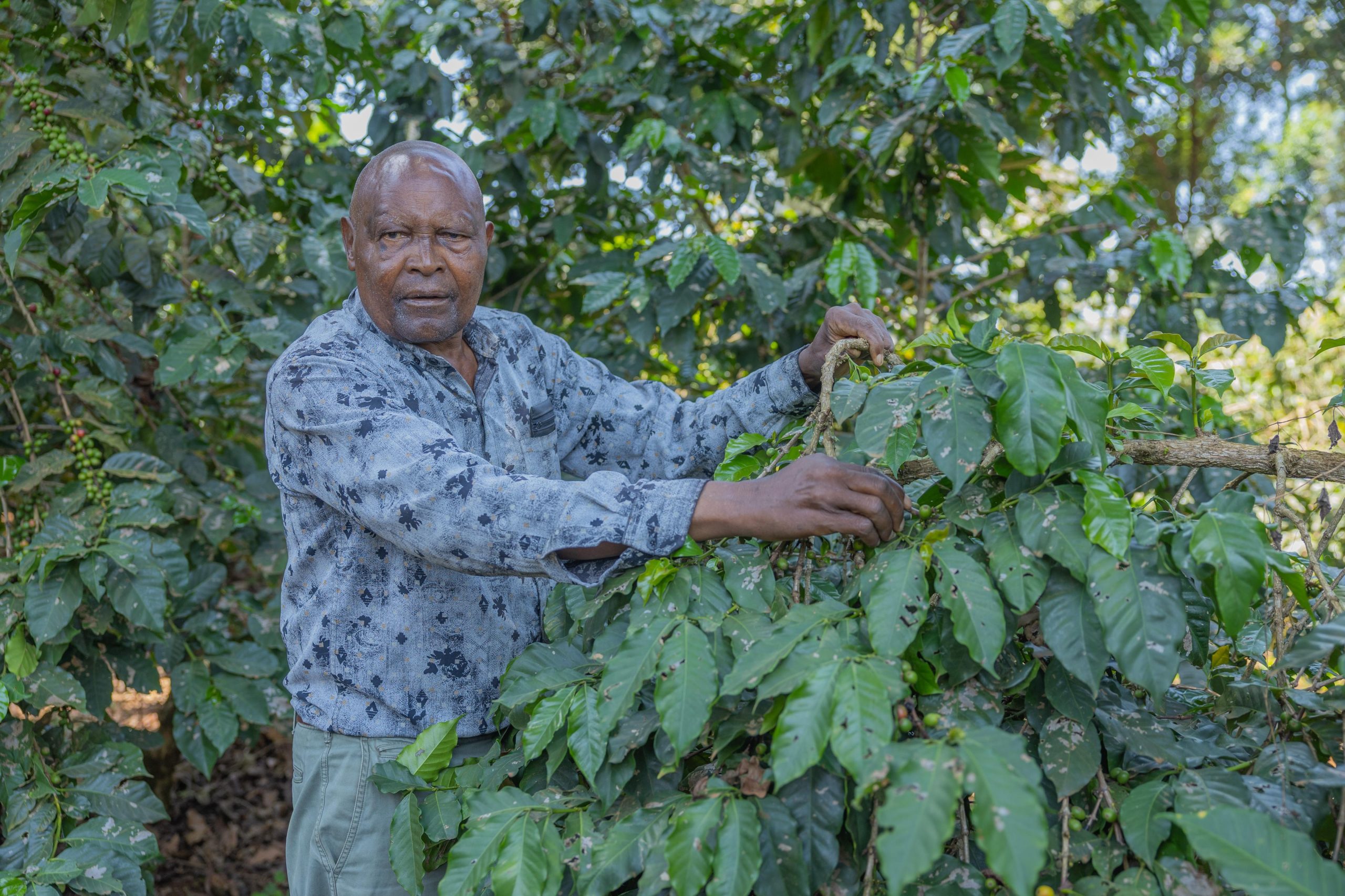 Kirinyaga coffee farmers reap record payouts