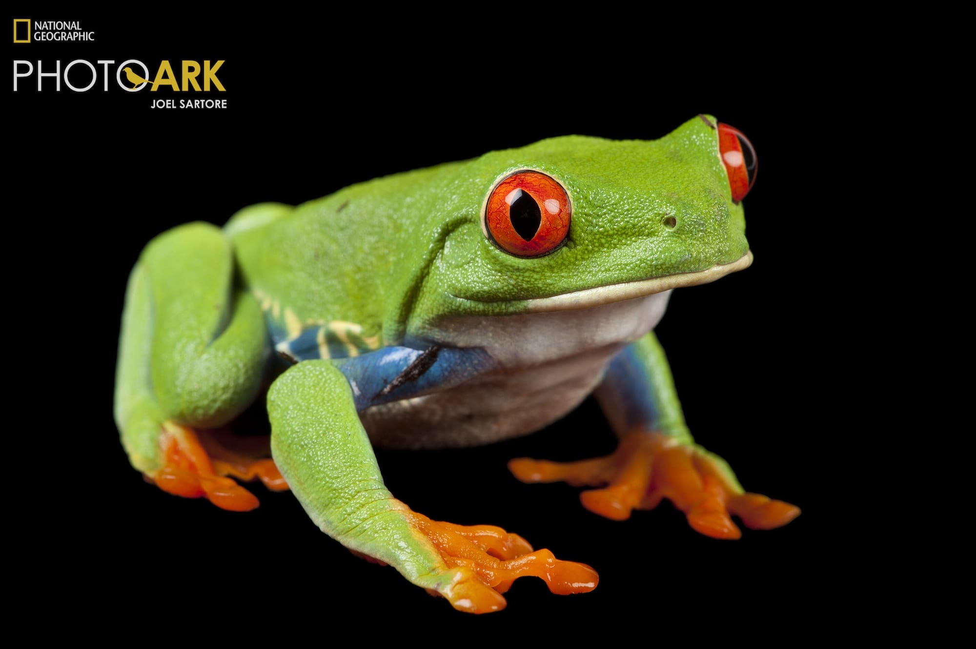 More Than 18,000 Wildlife Species Populate Joel Sartore’s Ambitious ‘Photo Ark’ (So Far!)