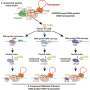 Compact CRISPR alternative uses bacterial proteins to insert large DNA segments