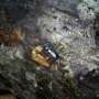 A honey trap: Female-baited beetle traps reveal habitat variation in Japanese forests