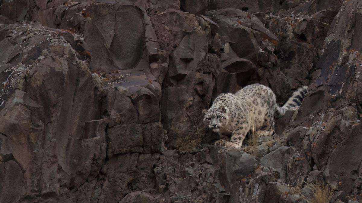 From the brink to a comeback, hope for India’s wildlife