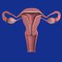 Phthalate byproduct affects multiple cell types in human ovarian tissue, lab tests show