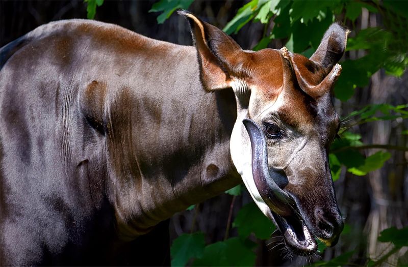 Wildlife Awareness: Gorgeous African ‘unicorn’ slipping off the conservation radar
