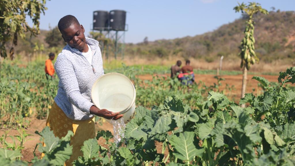 Solar-powered community gardens offer lifeline in drought-hit Zimbabwe