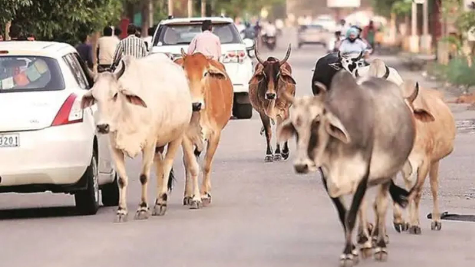 UP plans 10,000 Go Mitras to involve Gen Z in cow protection drive
