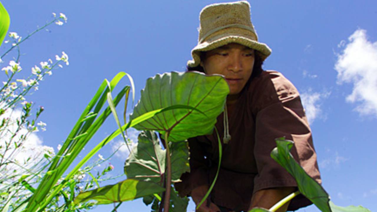 Hollywood actor buys 25 acres of damaged Hawaiian land to restore rainforest