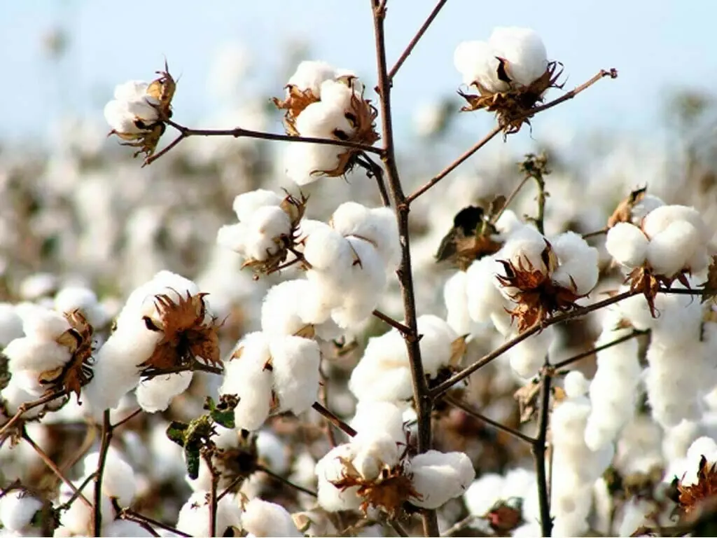 Cotton output target for Kharif missed