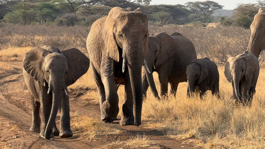 Conservation: WWF: Animal populations continue to decline sharply