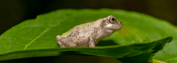 Female Treefrogs Get Overwhelmed by Too Many Noisy Male Suitors