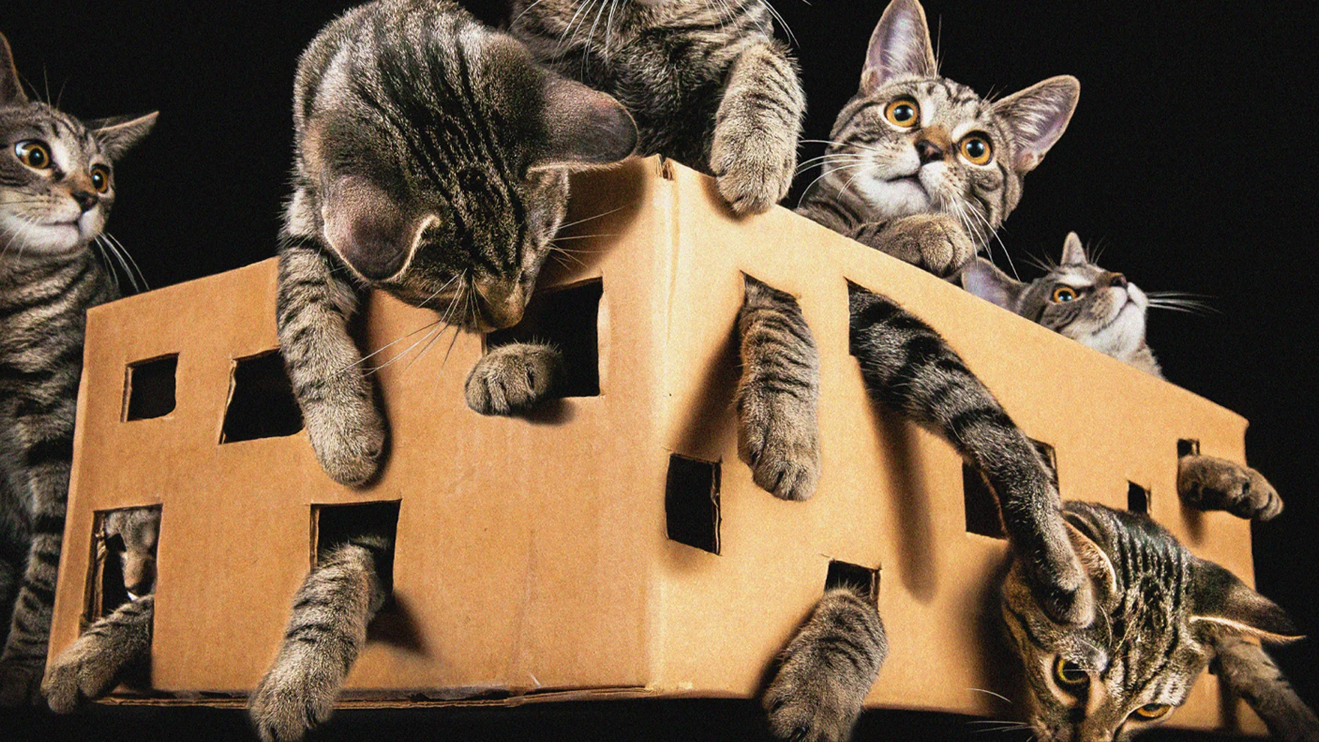 This Quantum Discovery Turns Schrödinger’s Cat Into Something Far More Bizarre
