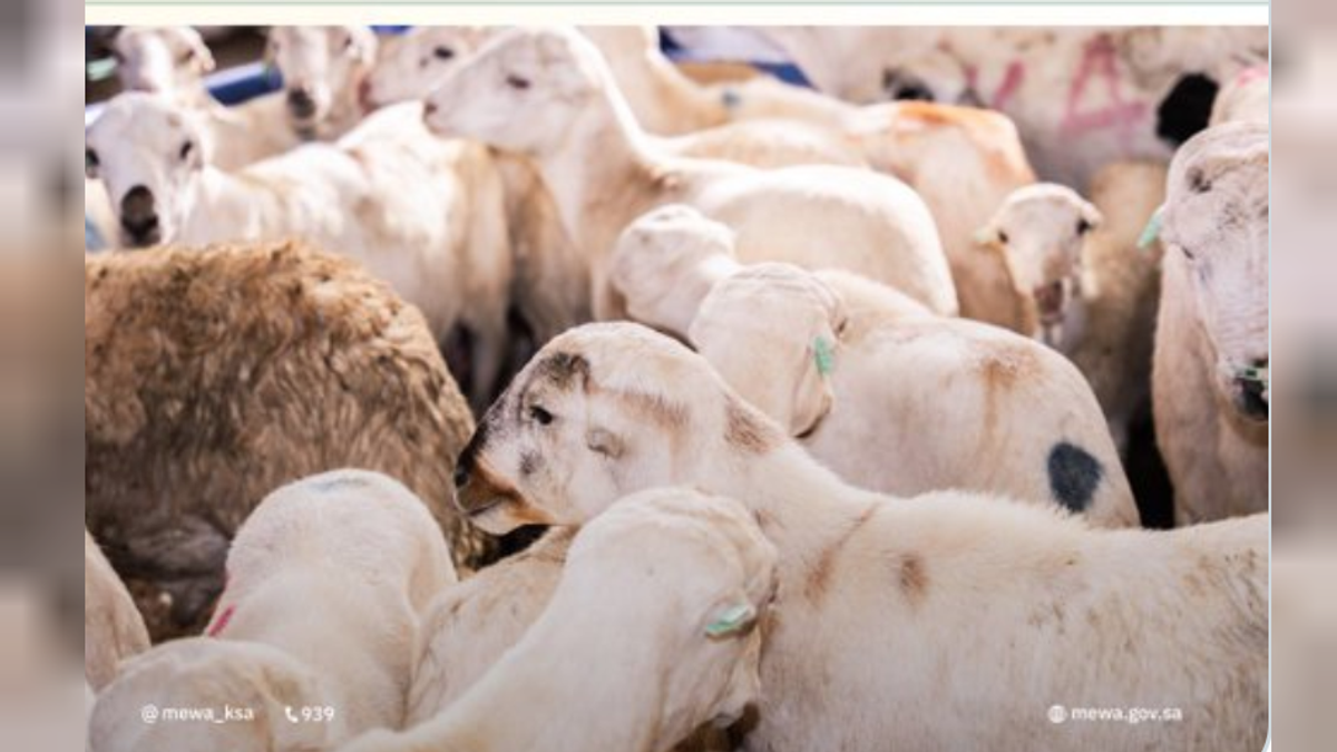 Environment ministry opens animal identification data update requests
