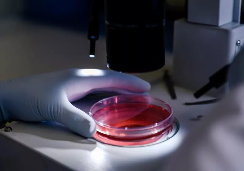 UK researchers are growing miniature human tissue from NHS patient cells to improve drug testing