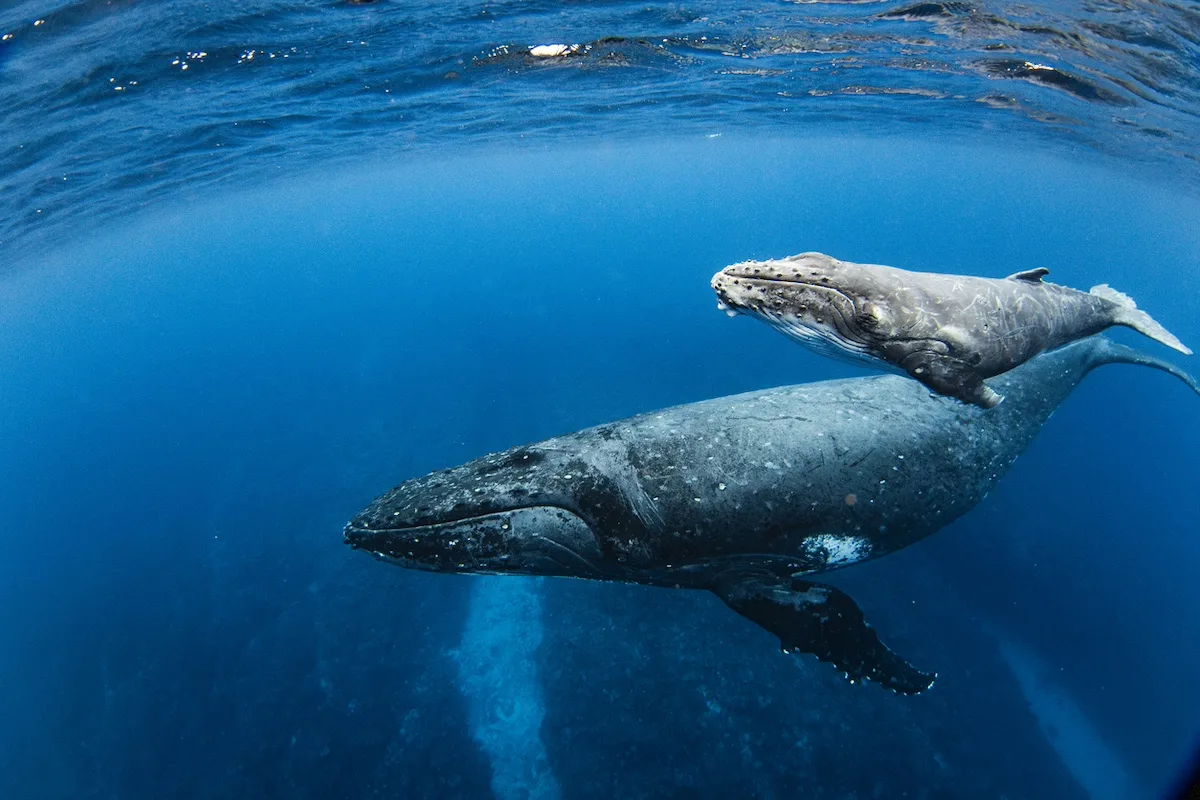 WSC Releases Digital Version of Whale Chart