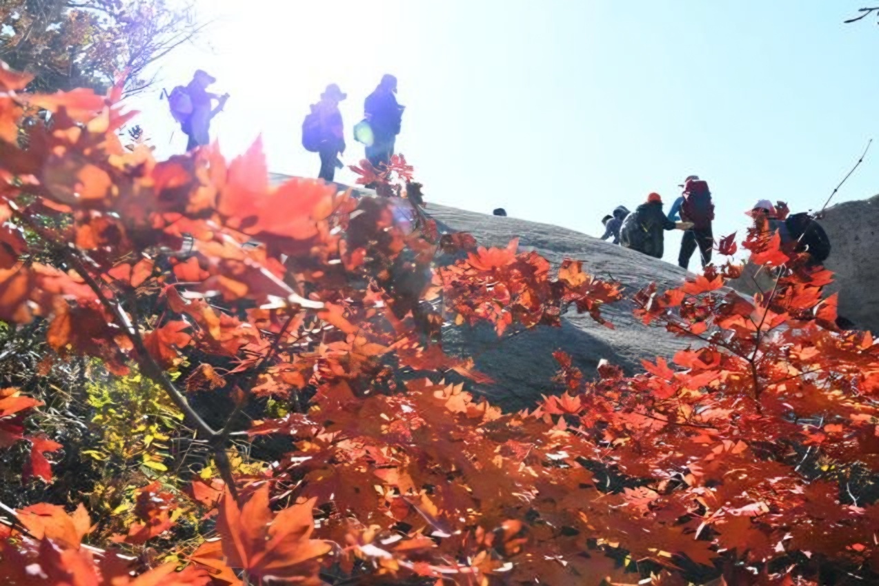 Crowdsourced data powers Korea's official autumn foliage road map
