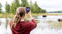Video: Water buffalos draw crowds as they clean up a Finnish lake