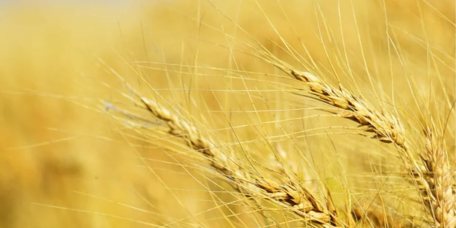 Russian grain exports drop 37% in July following Black Sea disruptions