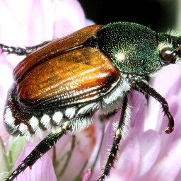 Estonia ramps up defenses against invasive pests as warming climate hikes risks