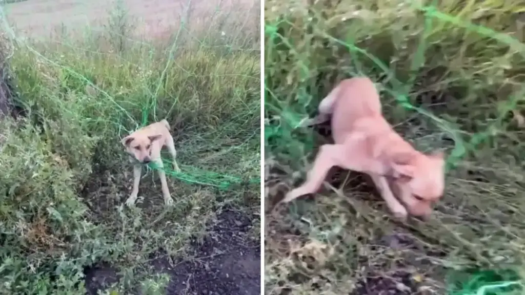 Stranded beside a frontline road, a dog found rescuers in Ukrainian soldiers