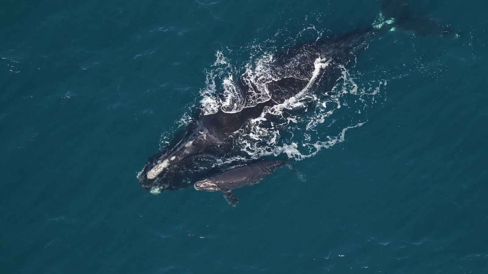 Trump is gutting the Endangered Species Act. These 10 species show what’s at stake.