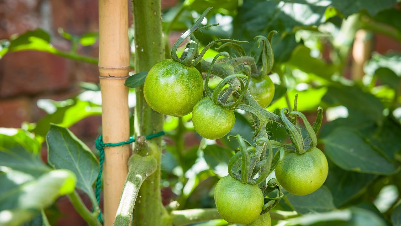 Why your tomatoes won’t turn red in the heat — and when you should pick them