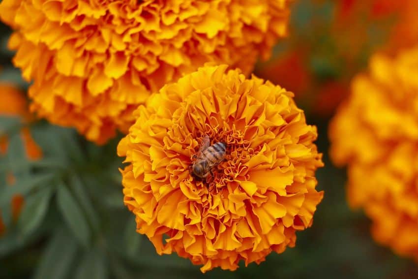 Mexico in Numbers: Mexico’s biodiversity and honey production