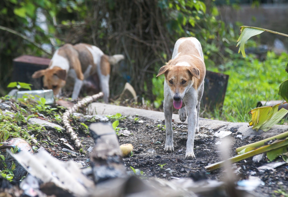 Kelantan warns: Dogs without anti‑rabies vaccination tags may be culled
