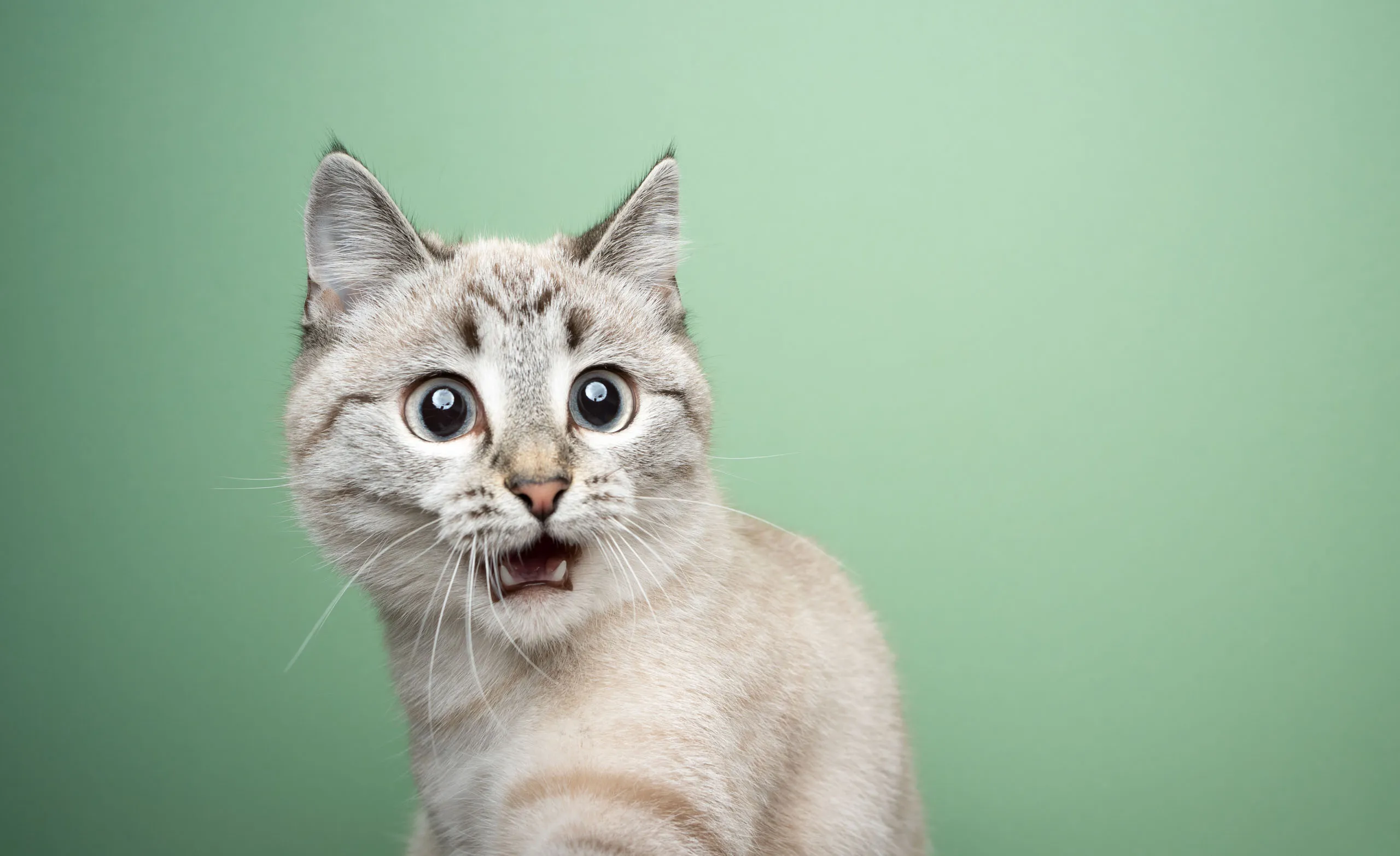 Ten purrfect cat photography feeds to follow on Instagram – bring some cosy joy to your feed right now!