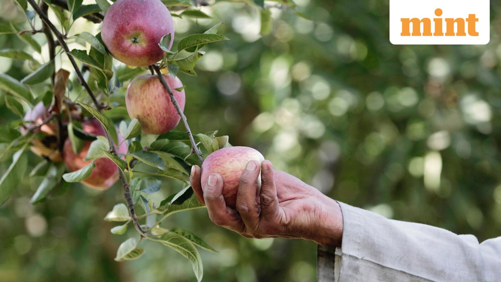 Centre plans ₹2,000 crore horticulture clusters to tame food inflation
