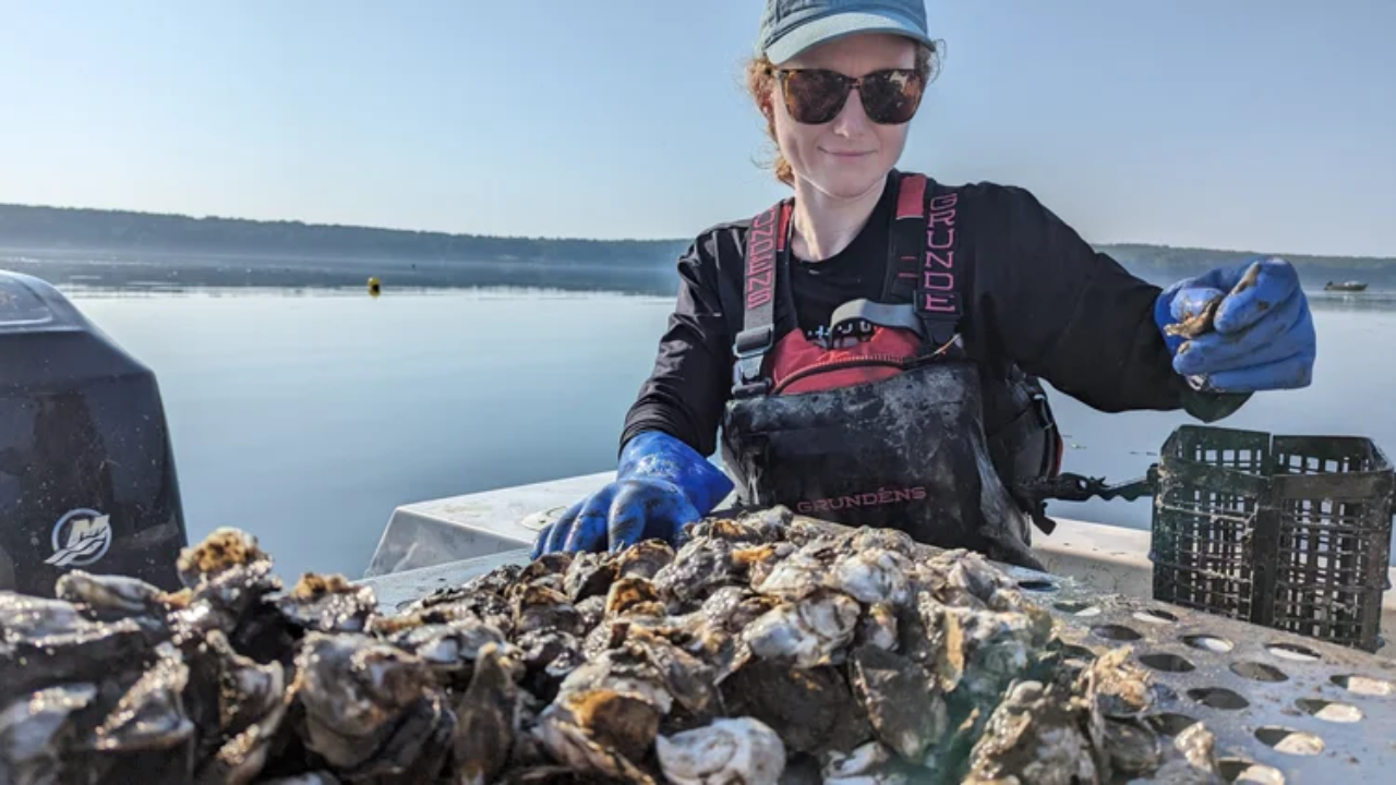 Solar-powered floating conveyor could handle 125,000 oysters a year in Maine