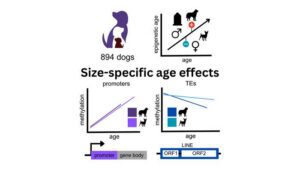 Epigenetics Underlies Comparatively Accelerated Molecular Aging in Larger and Male Dogs