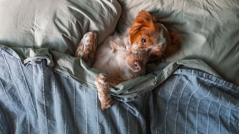 Does your pet sleep on your bed? You probably need these cleaning tips