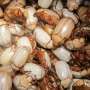 Are insects really 'poor people's food'?