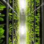 Why 'vertical farming' is not a fix for our food system