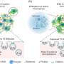 How enzyme activity can accelerate molecular movement inside cells