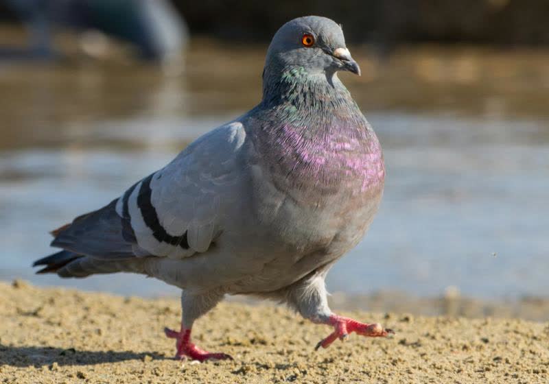This Carrier Pidge app delivers texts at 110 mph, unless your virtual pigeon gets lost, distracted, or dies